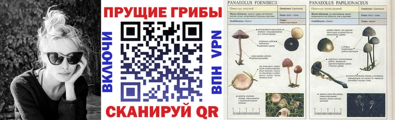 цена наркотик  Солнечногорск  Псилоцибиновые грибы Magic Shrooms 